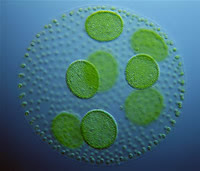 Micro-Algae farmed for Oil