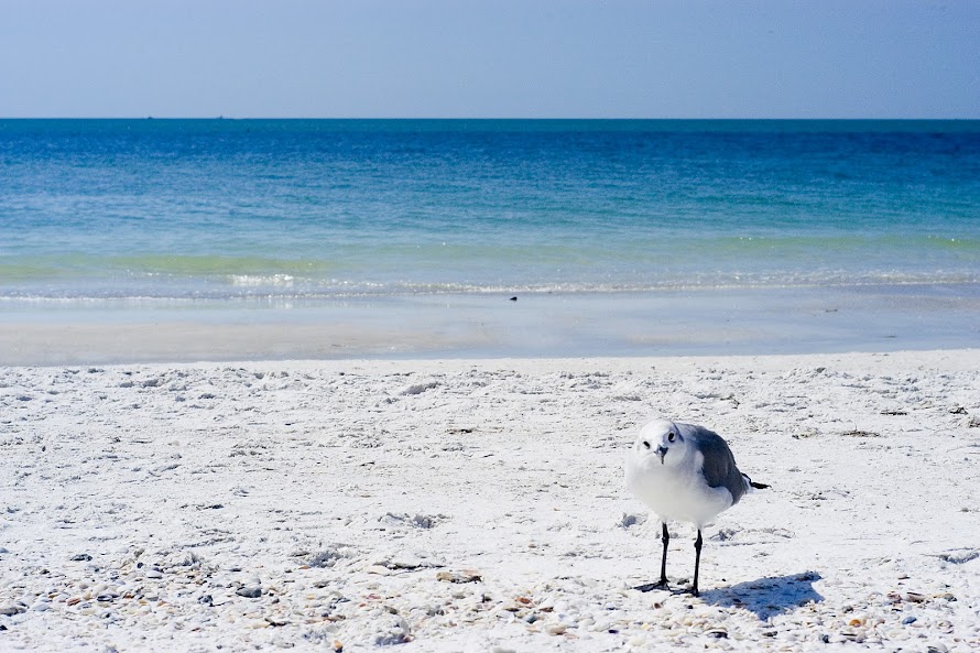 Swingers in anna maria florida Anna Maria swingers - Florida, USA sex contacts for local dogging and swinging