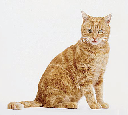 Tabby cats Tabby cats