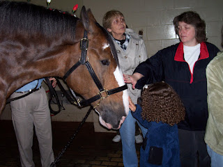 Girl petting Anheuser-Busch Clydesdale
