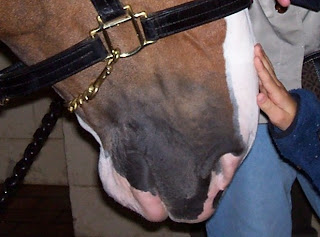 Girl petting Anheuser-Busch Clydesdale
