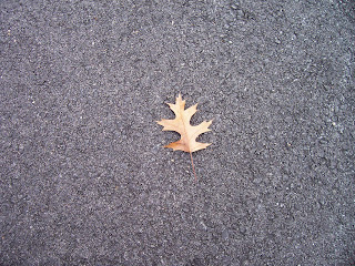 Oak leaf of asphalt
