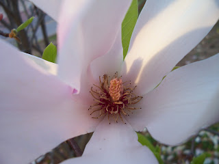 Earth Day Macro white flower