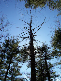 Dead tree with spiky branches