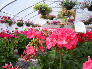 Flowers in greenhouse
