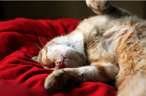 [red_cat_sleeping.bmp]