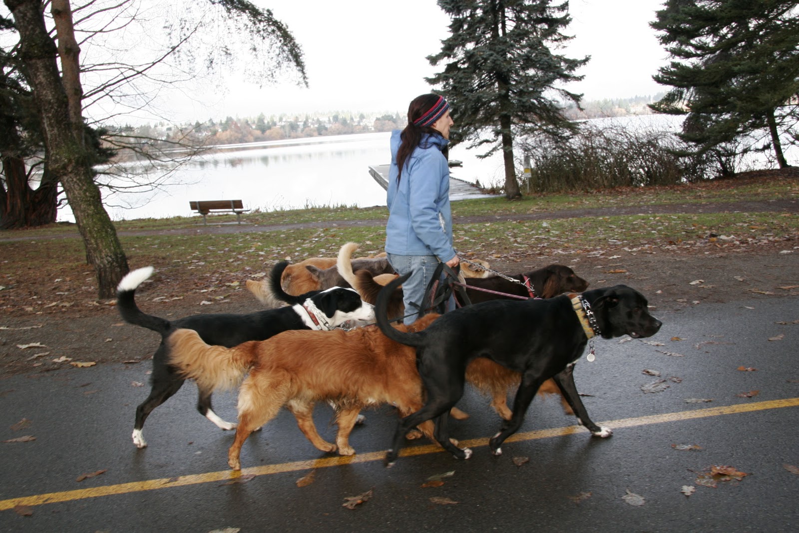 Best Dog Walks North Seattle Best Dog Walks North Seattle
