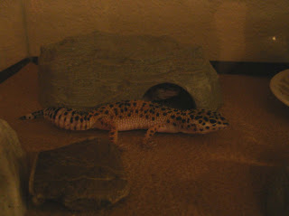 Larry Rich Buttock the gecko