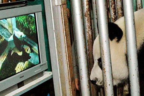 [pandavids.jpg]