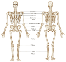 Gambar skeleton