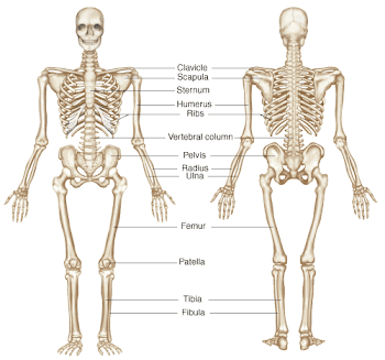 Gambar tengkorak