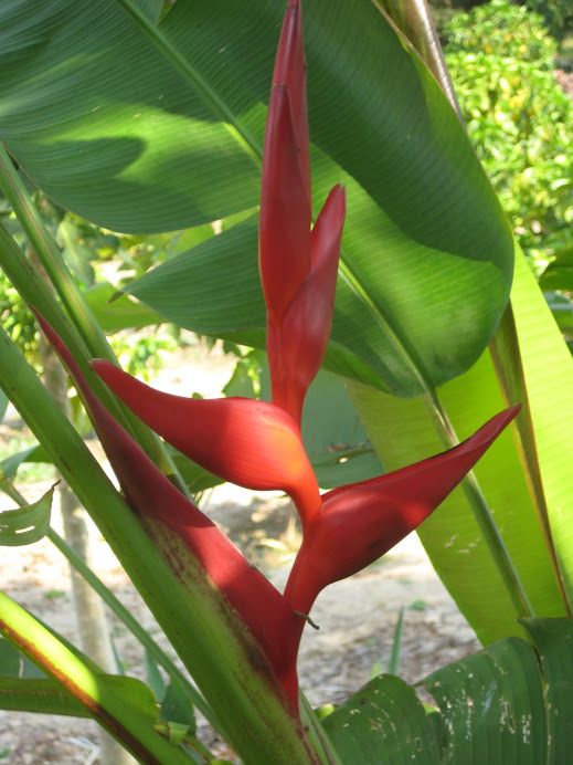 Heliconia Burleana