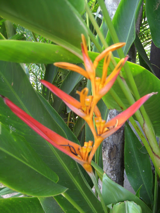 Heliconia común