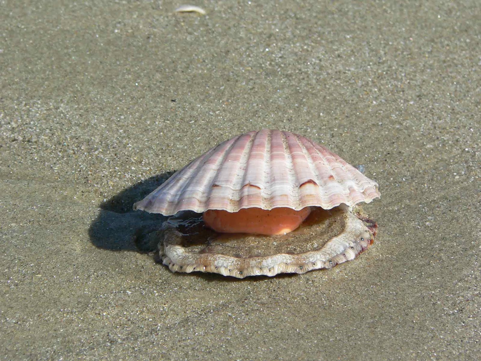 New Zealand Photo Fresh Scallops