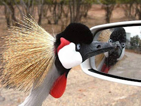 Mirror Mirror on the Wall
