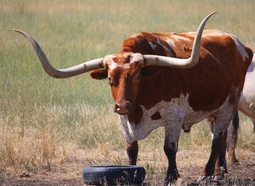 Big Horn Basin Wyoming Wyoming Longhorn Cattle