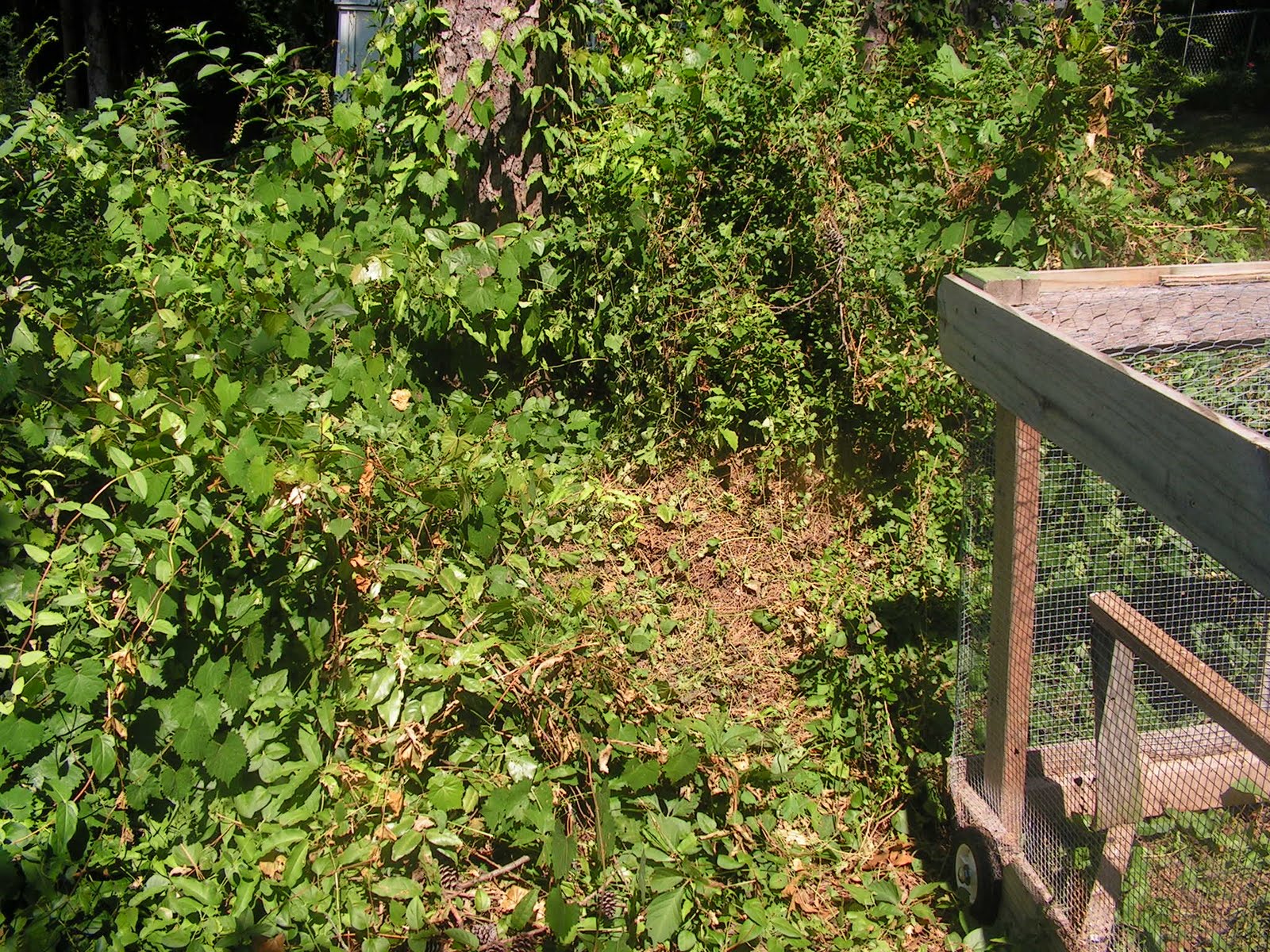 kinds of vines