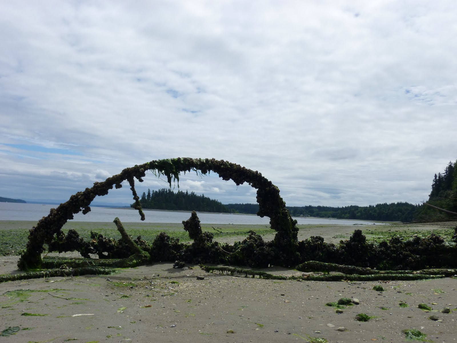 Olympic Peninsula Day Hikes 19 Harstine Island State Park