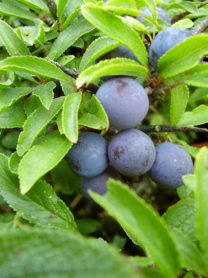 sloe berries