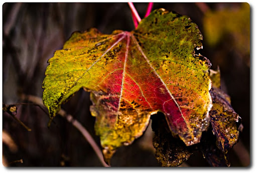 Autumn