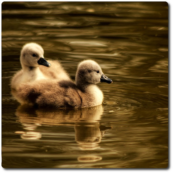 little ducks