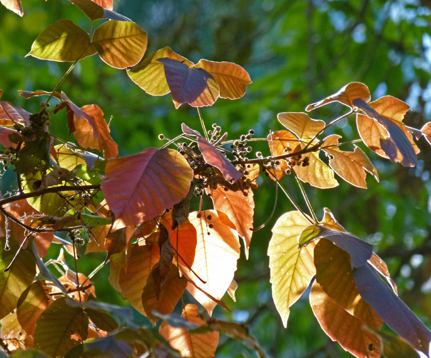 poison ivy vine in winter. poison ivy movie actress. poison ivy vine in winter.