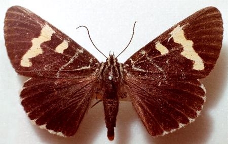 [vinemoth.jpeg]