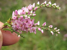 Heather Flowers