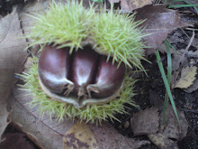 3 seeded pods