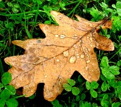 Otoño