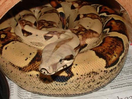 [Boa%20Constrictor%20%20Styles%20%20Aug%2006.jpg]