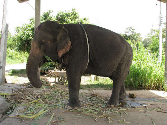 slon chyba indyjski choc widzialem go w Tajlandii