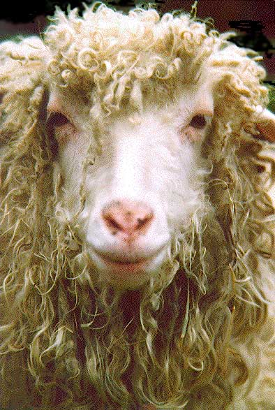 [sheep22.jpg]