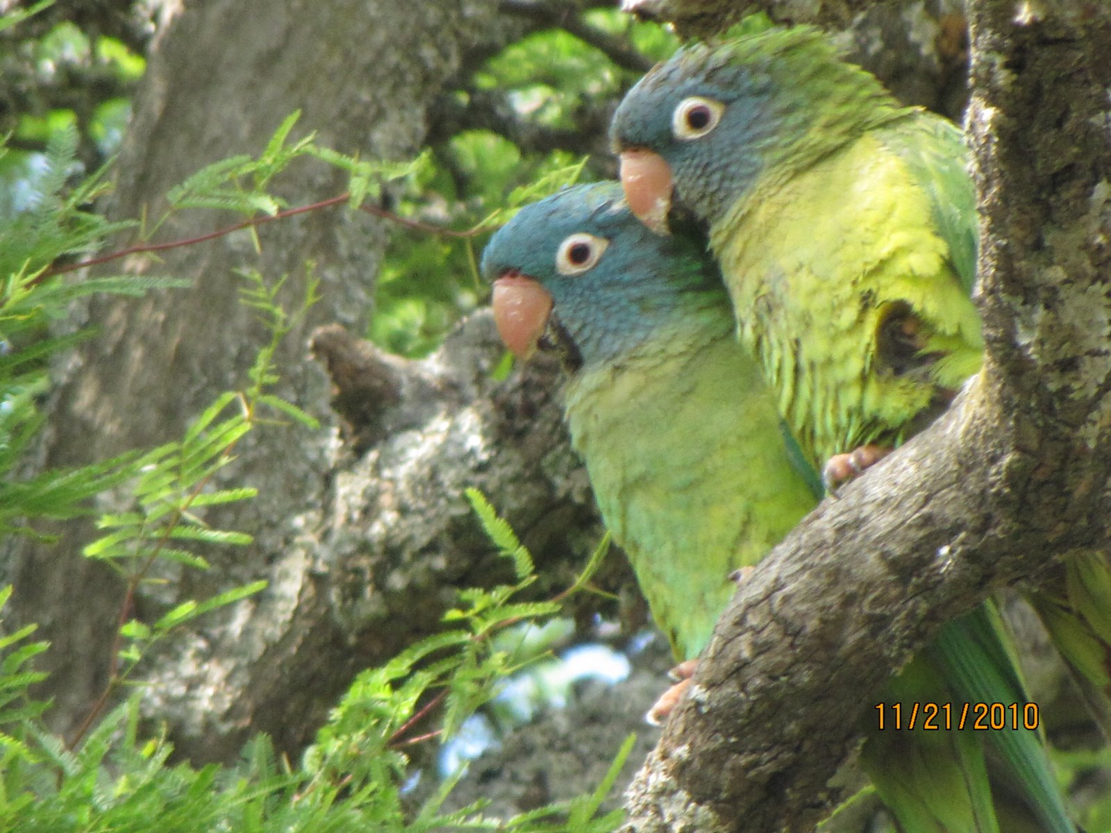 Bird of the Day: Blue Crowned Parrots, Argentina