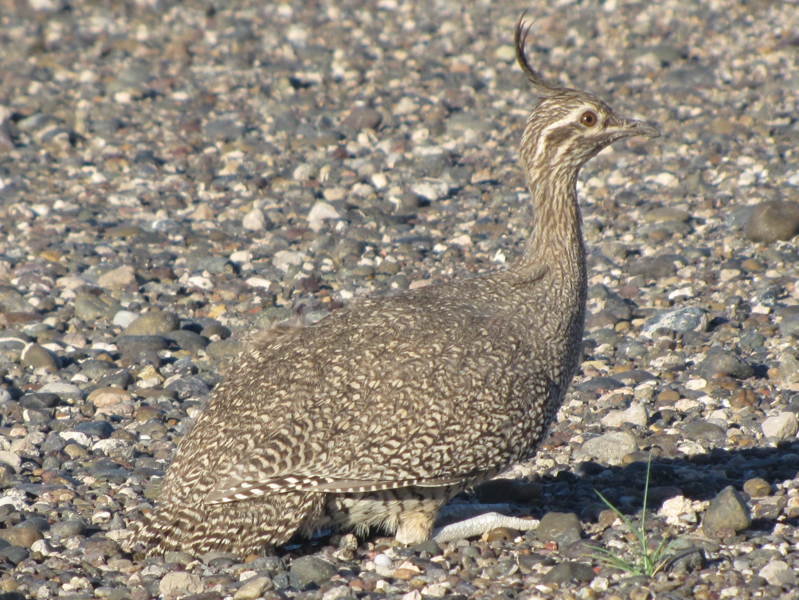 Elegant Crested Tinamou