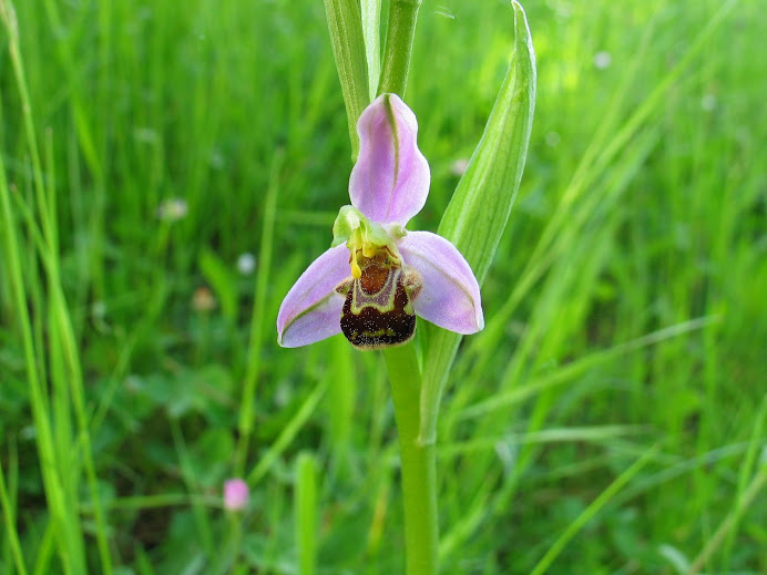 Orchidée abeille en gros plan