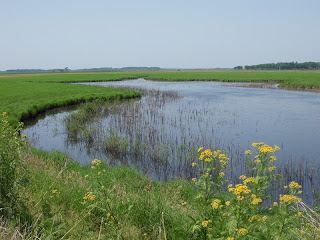アムール川付近の湿地帯は大変美しいです。でも写真ひとつ撮るのに虫の大群に襲われます。