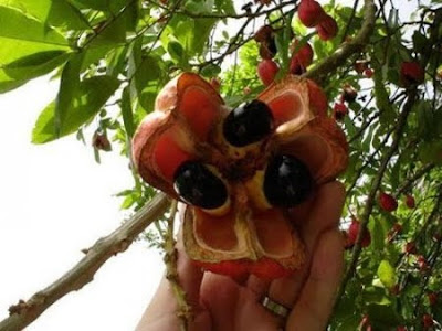 фрукт Ackee фрукт Ackee