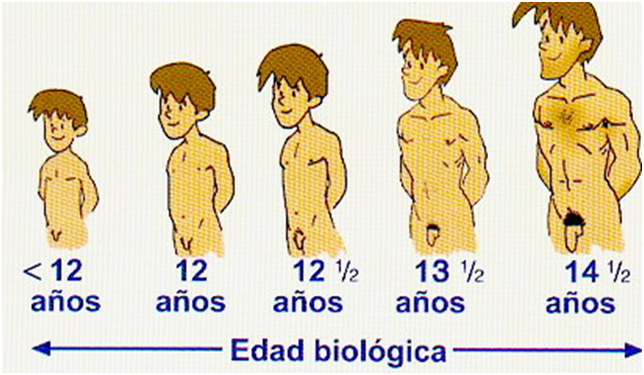 DESARROLLO PUBERTAD desarrollo pubertad: