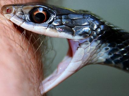 snake bite garter teeth snakes big scary animal biting bites ouch bitten reptiles showing eyes curse factzoo poisonous banerjee pride