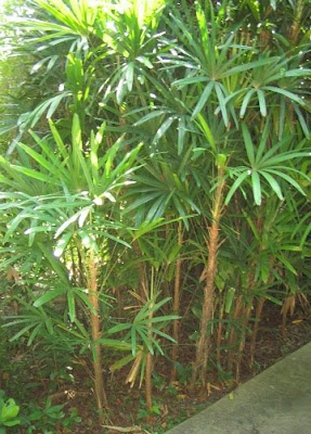 Palm Tree Species