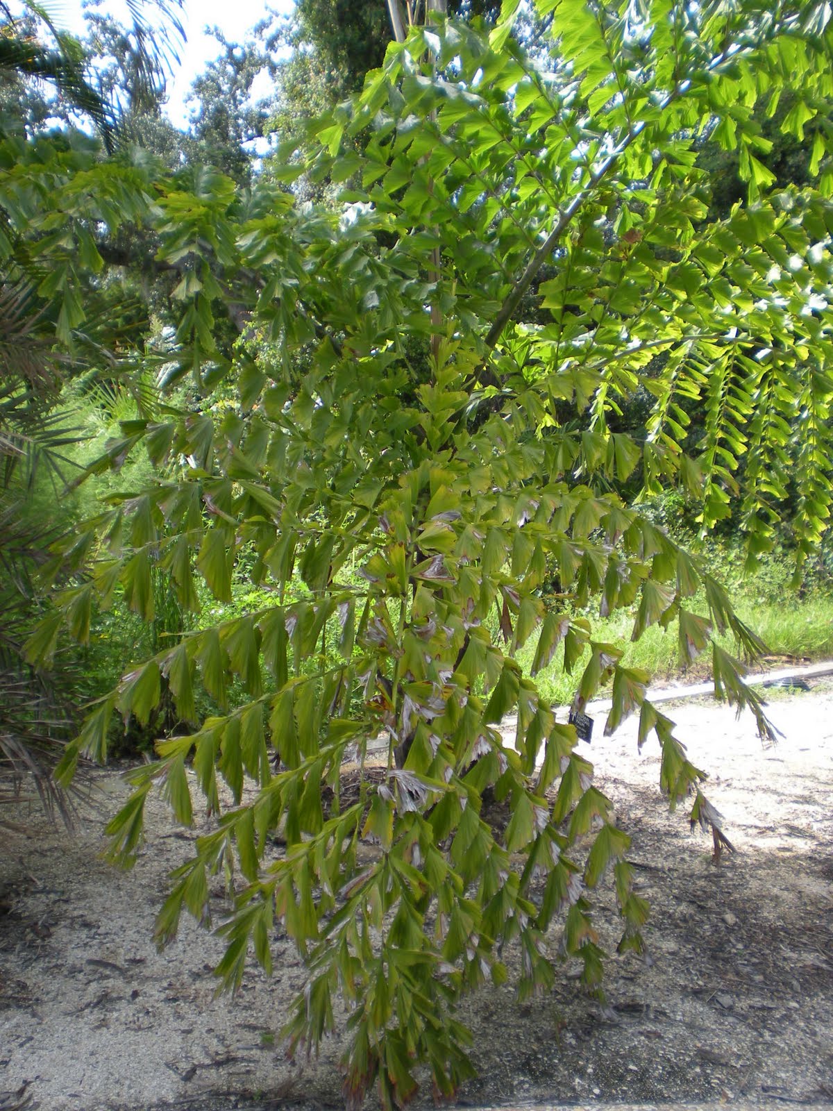 Palm Varieties