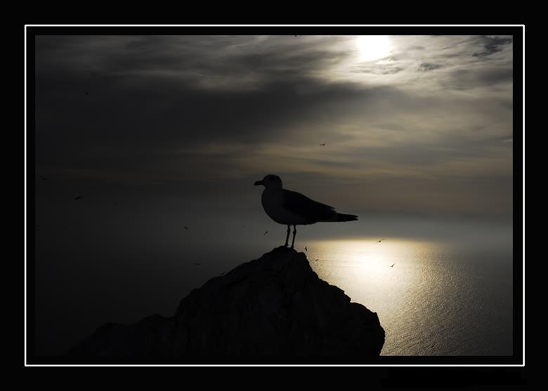 [gaviota6hl7[1].jpg]