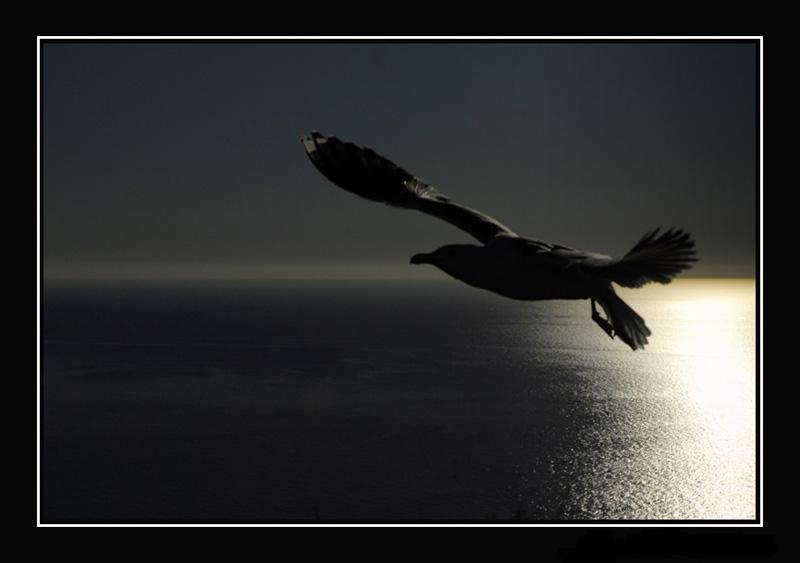 [gaviota30vk5[1].jpg]