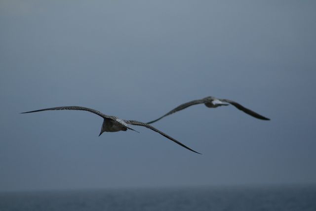 [gaviotas6qm7[1].jpg]