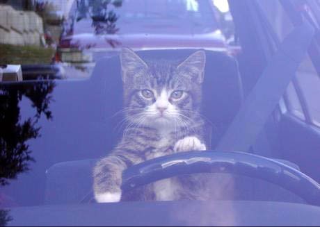 cat_driver.jpg