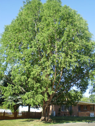 This is the tree in the front yard