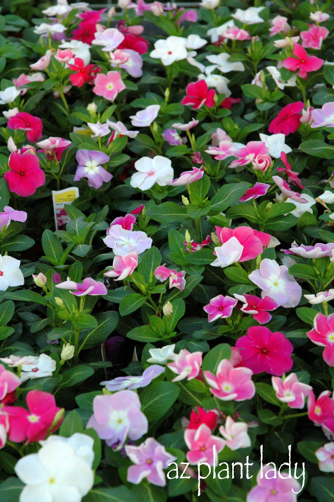 Very, Vibrant Vinca... Ramblings from a Desert Garden