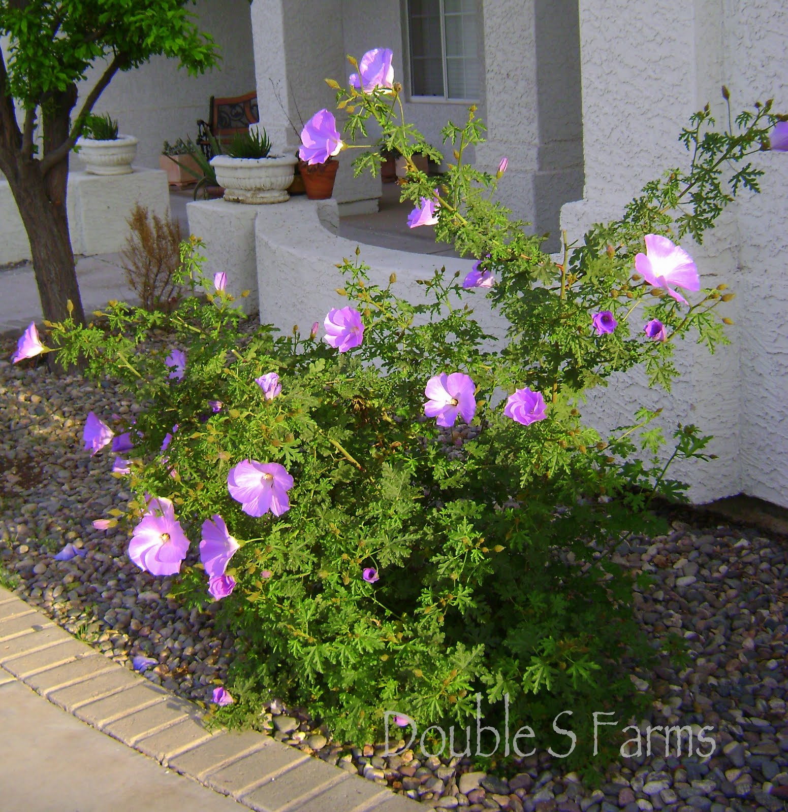 Ceanothus And Hebes At Chickadee Gardens
