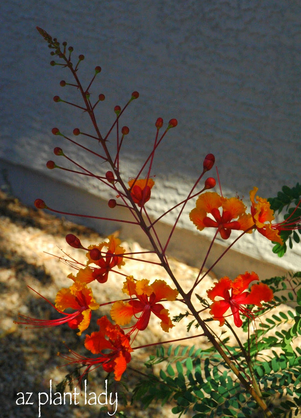 A Guide To Northeastern Gardening Pruning Buddleia Butterfly Bush